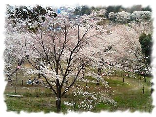 桜山～♪.jpg