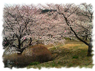 桜山～２♪.jpg