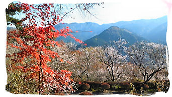 2008.11.14..城峯公園.冬桜3.jpg