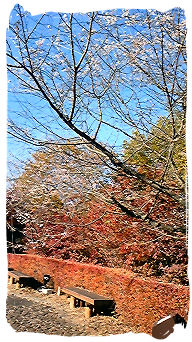 2008.11.14..城峯公園.冬桜.7.jpg