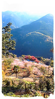 2008.11.14..城峯公園.冬桜.4.jpg
