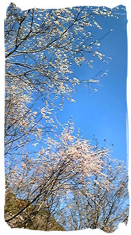 2008.11.14..城峯公園.冬桜.6.jpg