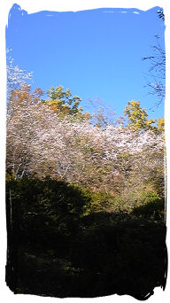 2008.11.14..城峯公園.冬桜.5.jpg
