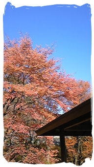 2008.11.14..城峯公園.冬桜.紅葉..jpg