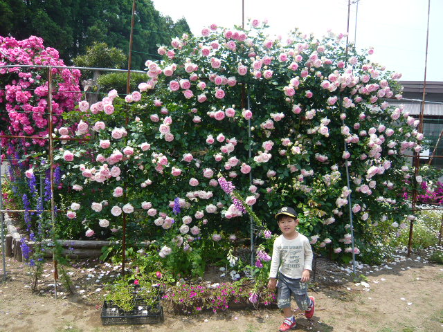 アグリの薔薇の前でこしぇ.jpg