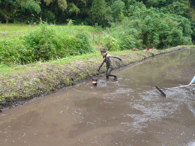 田んぼを泳いでる子供達.jpg