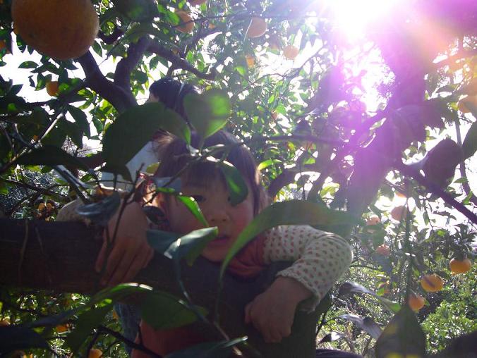 中島の有機夏みかんを収穫