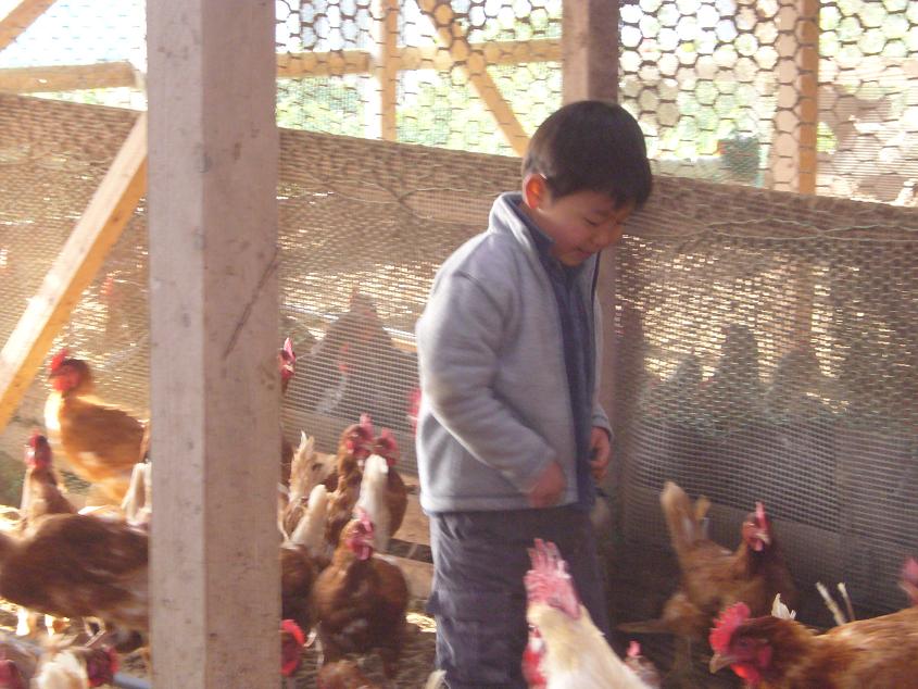 中島の元気なニワトリ達に囲まれて