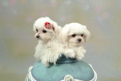 ルビコ＆さくらちゃん