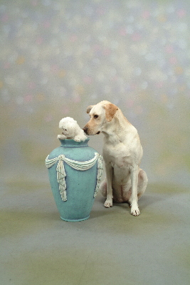 ベリコ＆ルビコ