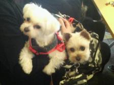 ミルちゃん＆ニーナちゃん