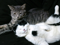 ねこたち