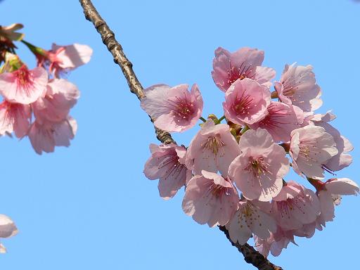 サトザクラ　花かんざし