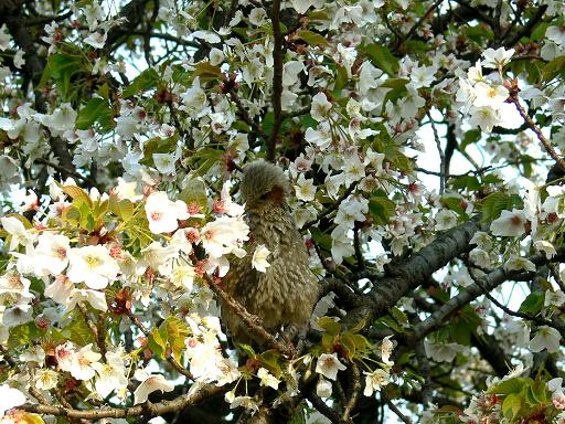 桜で蜜を吸うヒヨドリ