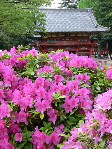 つつじと根津神社