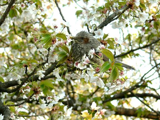 桜のふわふわソファー