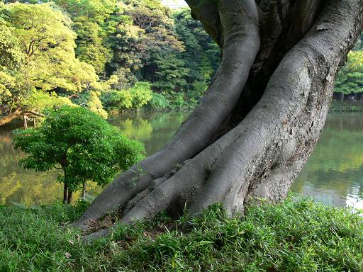 幹の美しい流れ