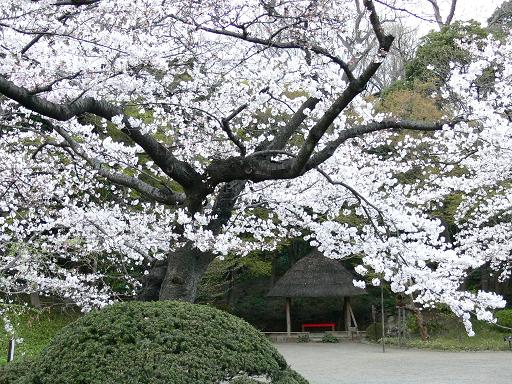 桜のお家