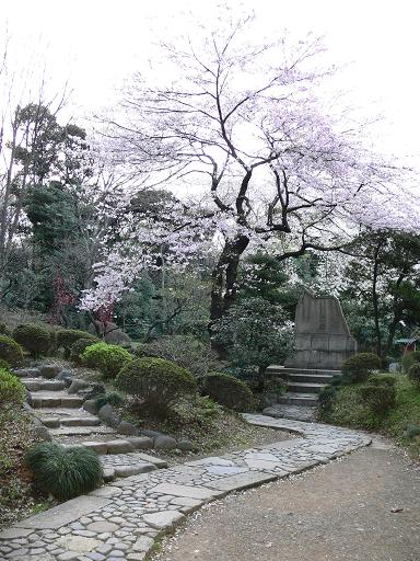 桜へと続く道