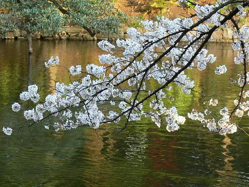 桜と波の色