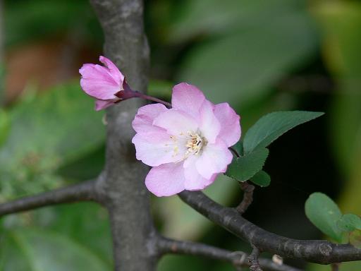 花海棠