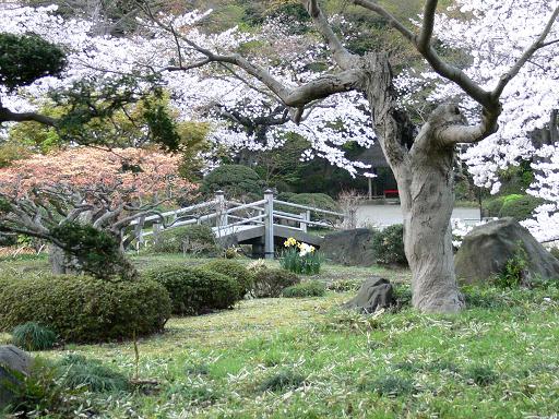 桜と橋