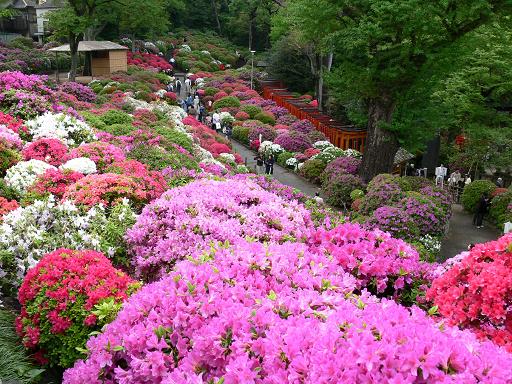 つつじの山からの眺め