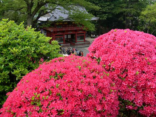 まんまるつつじと根津神社