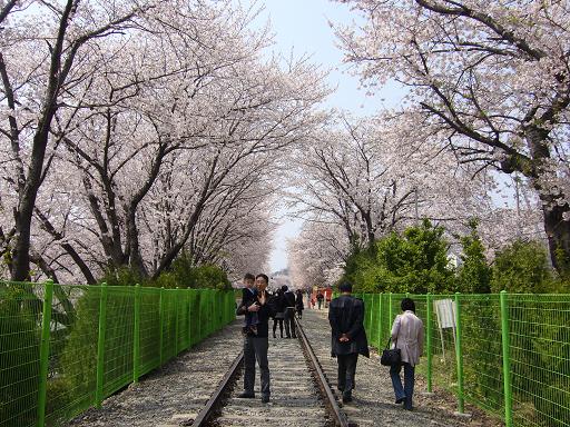 チネ花見