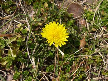 tanpopo