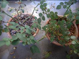 20080116ミニバラ剪定