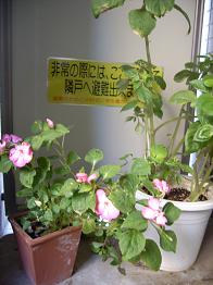 20080116インパチェンス