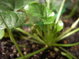 20090120匂いスミレ