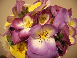 20080116リカパン３