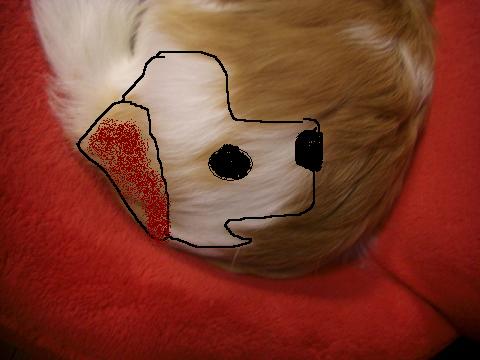 犬顔3.JPG