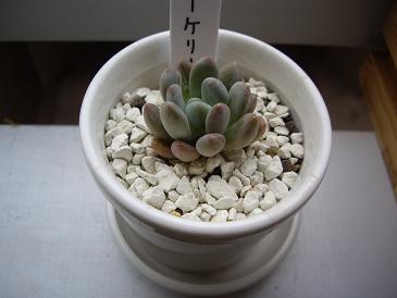 フーケリ　2008 2 6.JPG