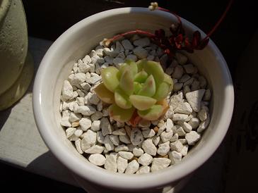 エケベリア　ニクサーナ　紅稚児.JPG