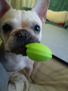 木の葉のお気に入り