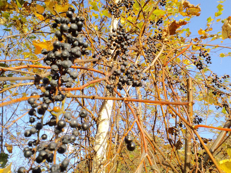 CA3C0204(2)_800x600.JPG