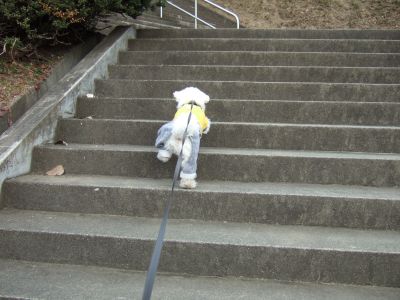 階段上り　ホホイノホイ～