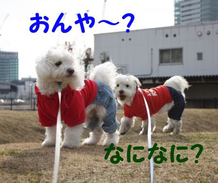 _2009_01_26_1218_450.jpg