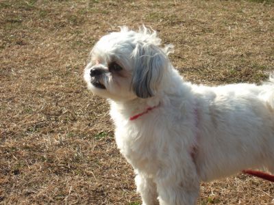 シャンティー君