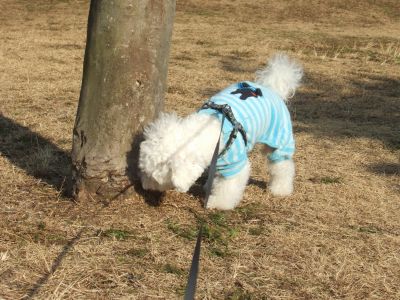 ふーむ・・・・