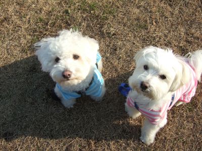 早くチョーダイ