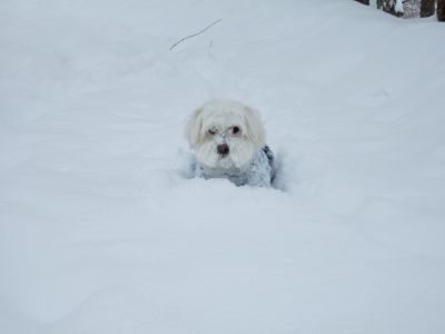 オコジョ発見　2