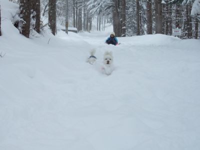 雪中RUN !!