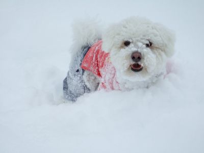 雪に埋もれても　楽しいー2