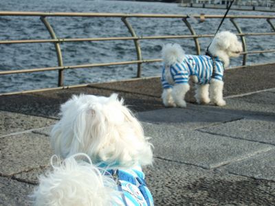 潮風に吹かれて・・・・