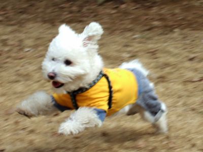 ダァーッシュ　!!