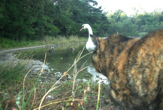 狙ってるの！